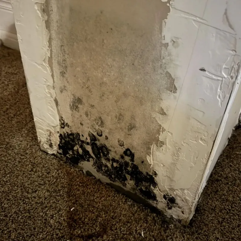 Professional Mold Removal in Heathcote, NJ